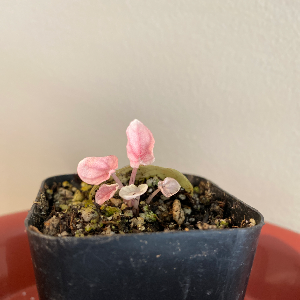 Schumi Red Peperomia plant with pink leaves in a pot, soil visible.