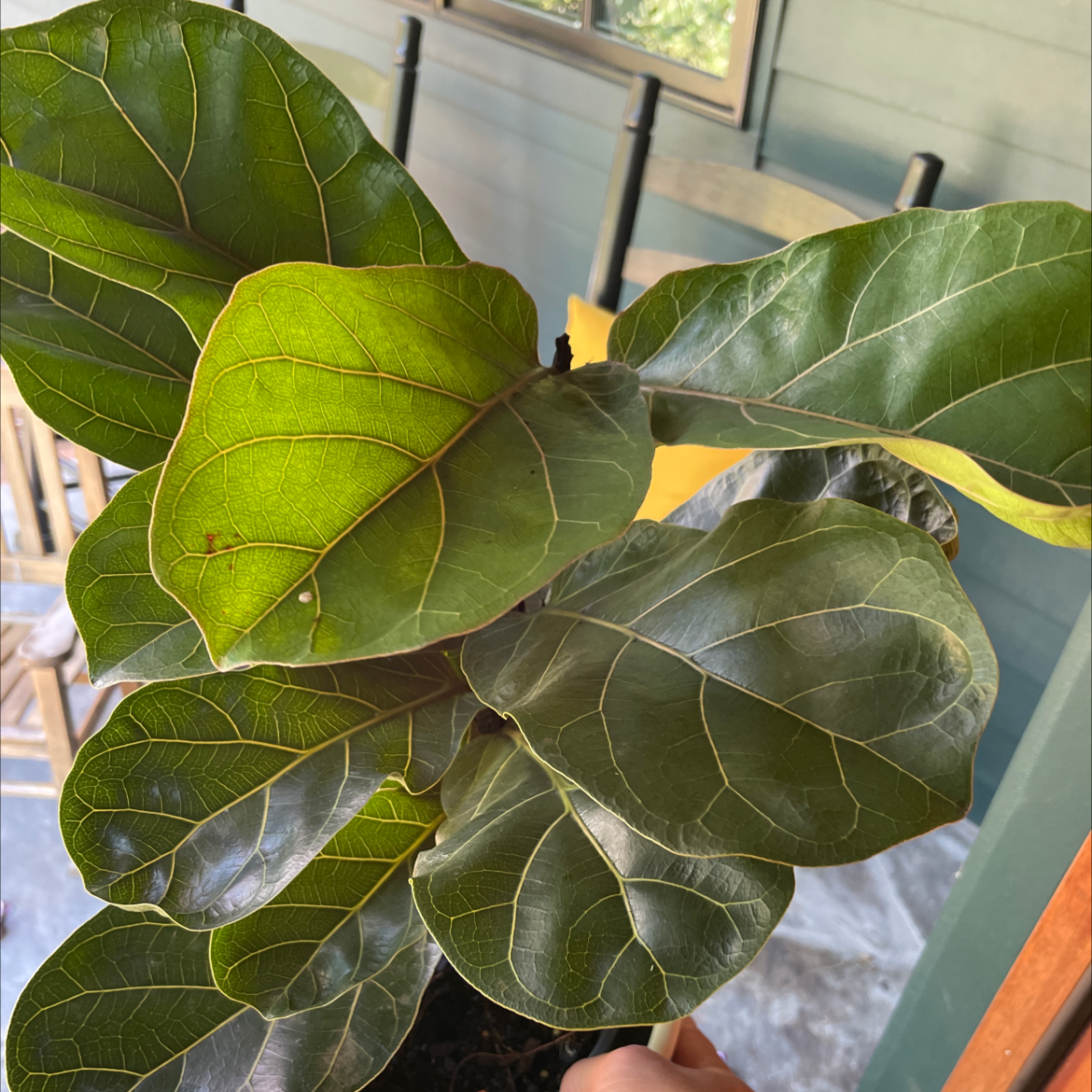 Dwarf Fiddle Leaf Fig plant with large, glossy leaves. No visible health issues.