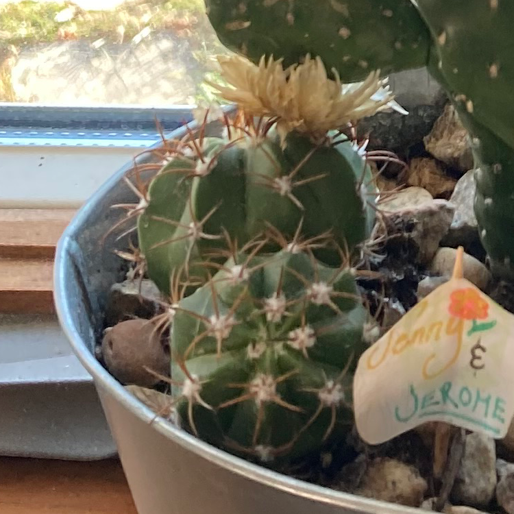 Photo of the plant species Parodia mairanana by @CozyAnacua named Jenny and Jerome on Greg, the plant care app