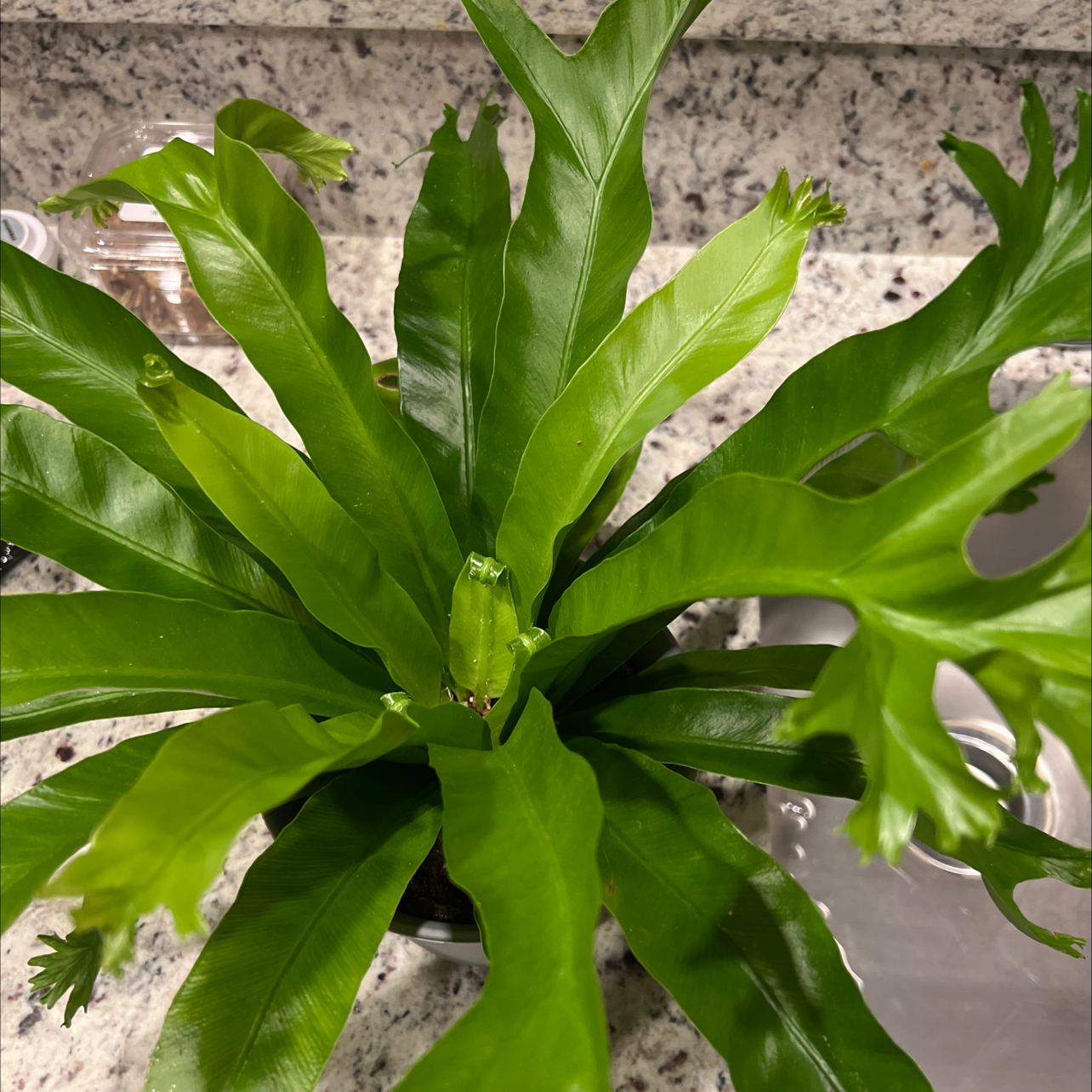Japanese Bird's Nest Fern with vibrant green leaves on a countertop.