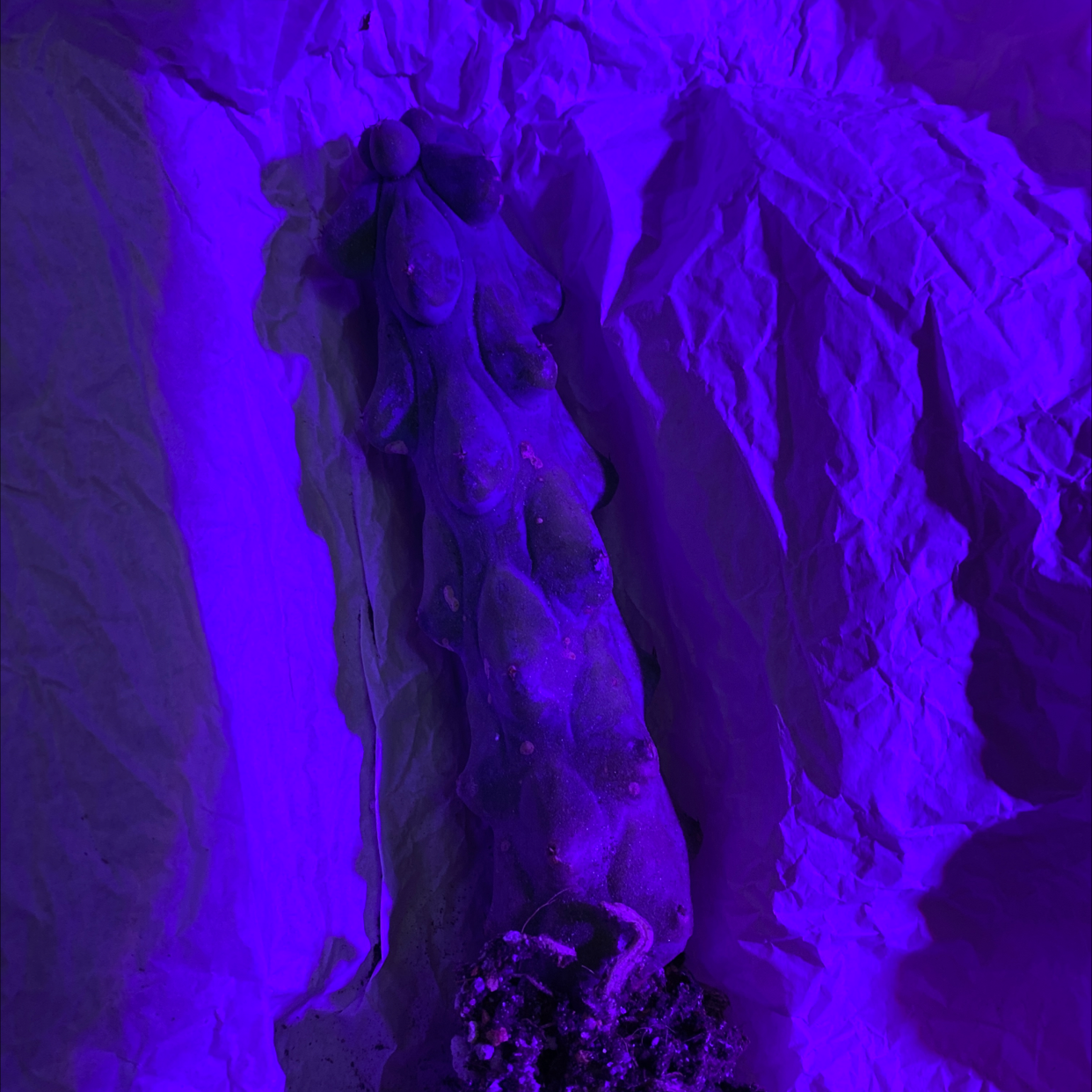 Close-up of healthy, vibrant purple wild cabbage leaves with crinkled, ruffled texture against solid background.