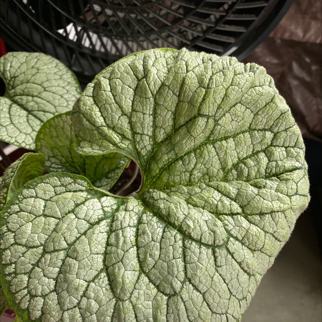 Close-up of a false Forget-Me-Not plant with large, veined leaves.