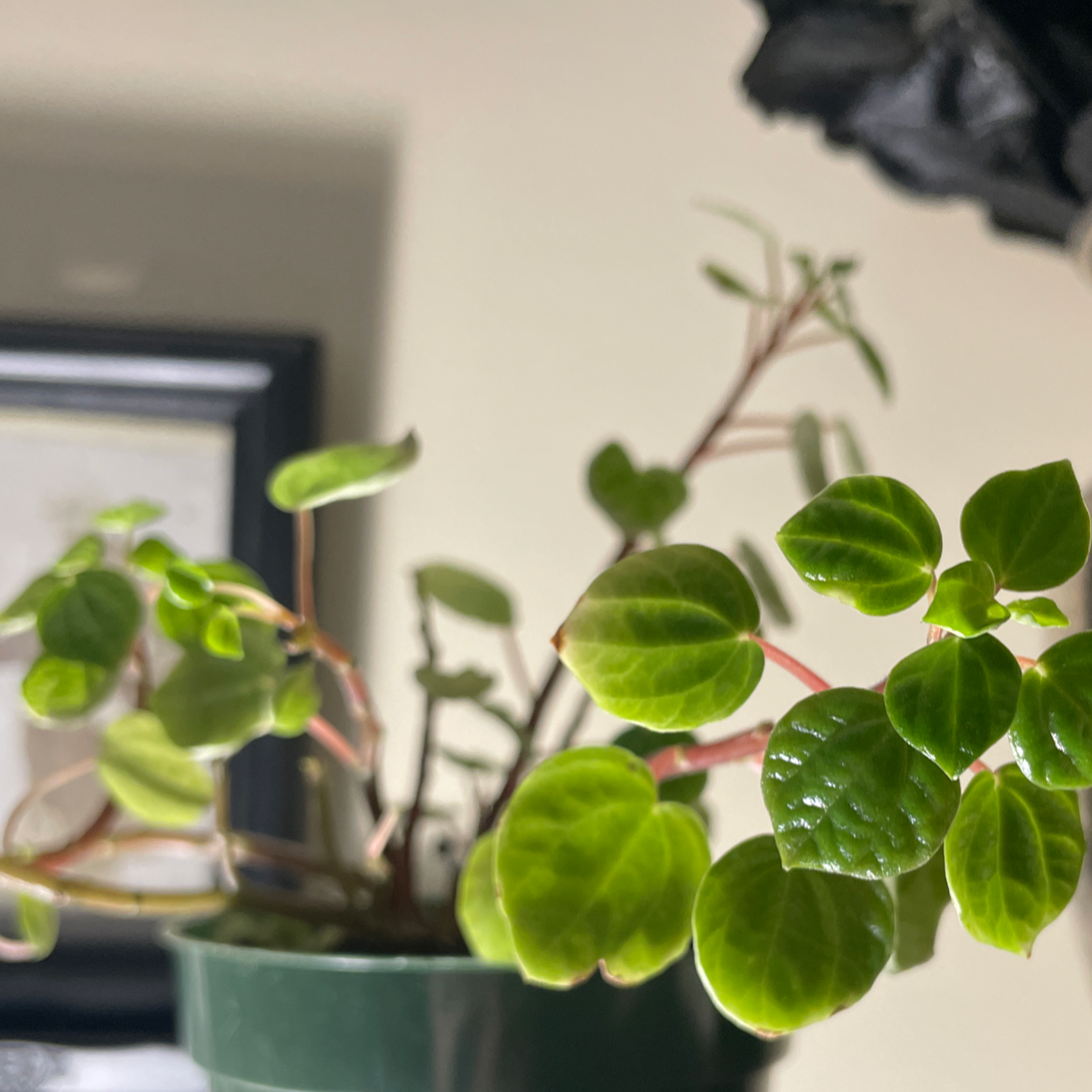 Plant care for I on Greg, the plant care app