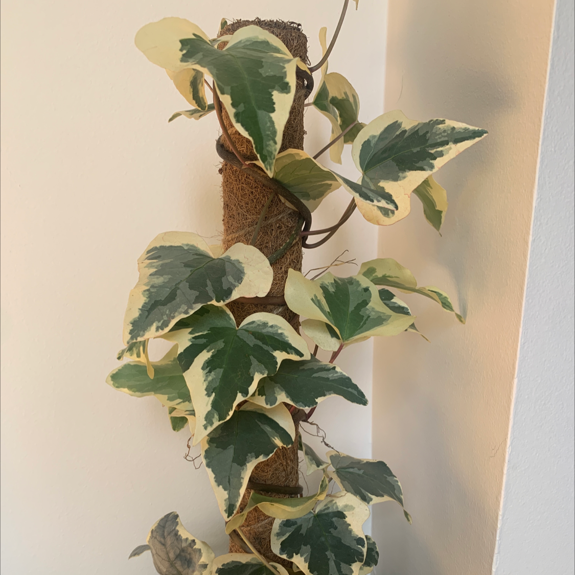 Variegated ivy plant climbing a support with green and cream-colored leaves.