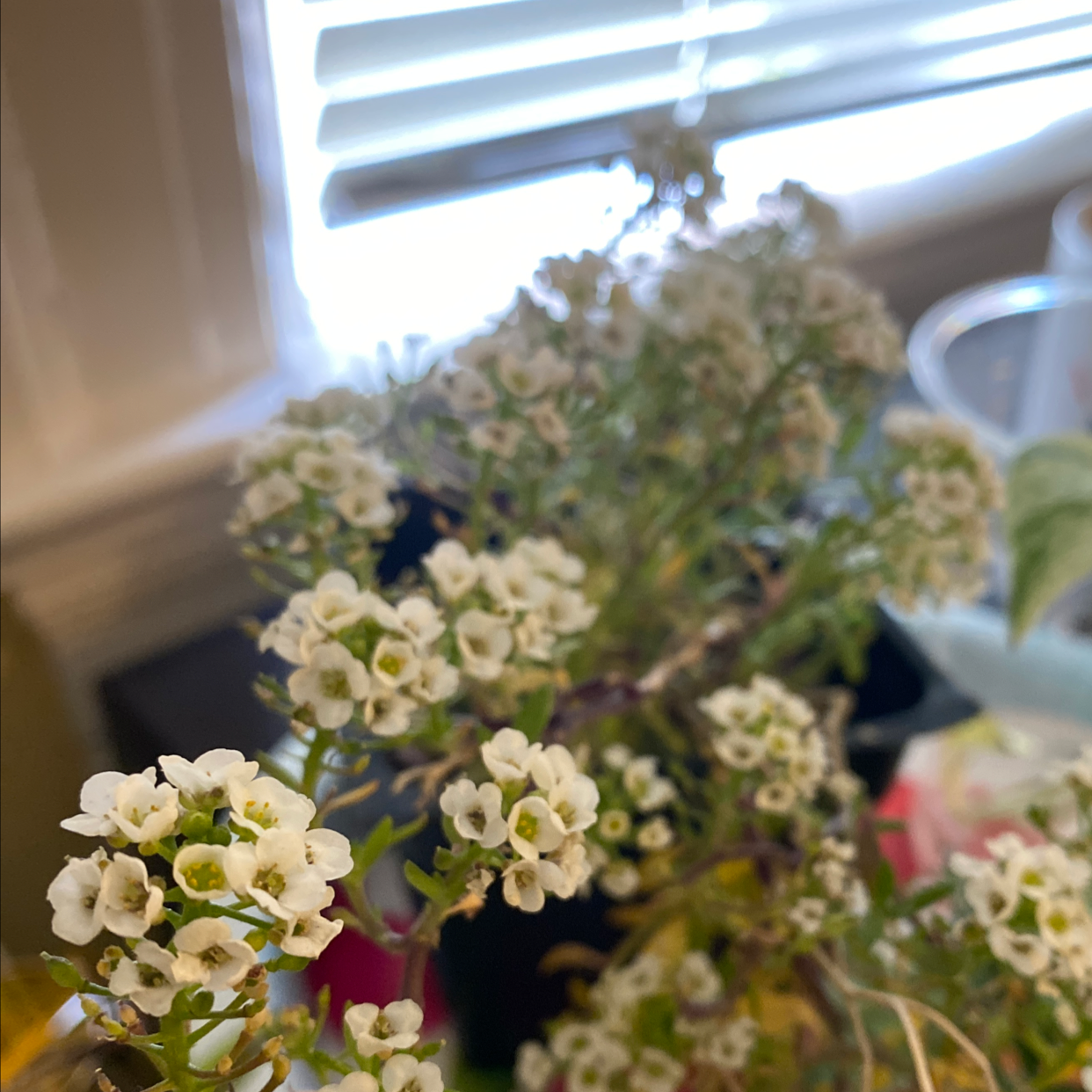 Hanging basket overflowing with dense, healthy white sweet alyssum flowers in front of a bright window.
