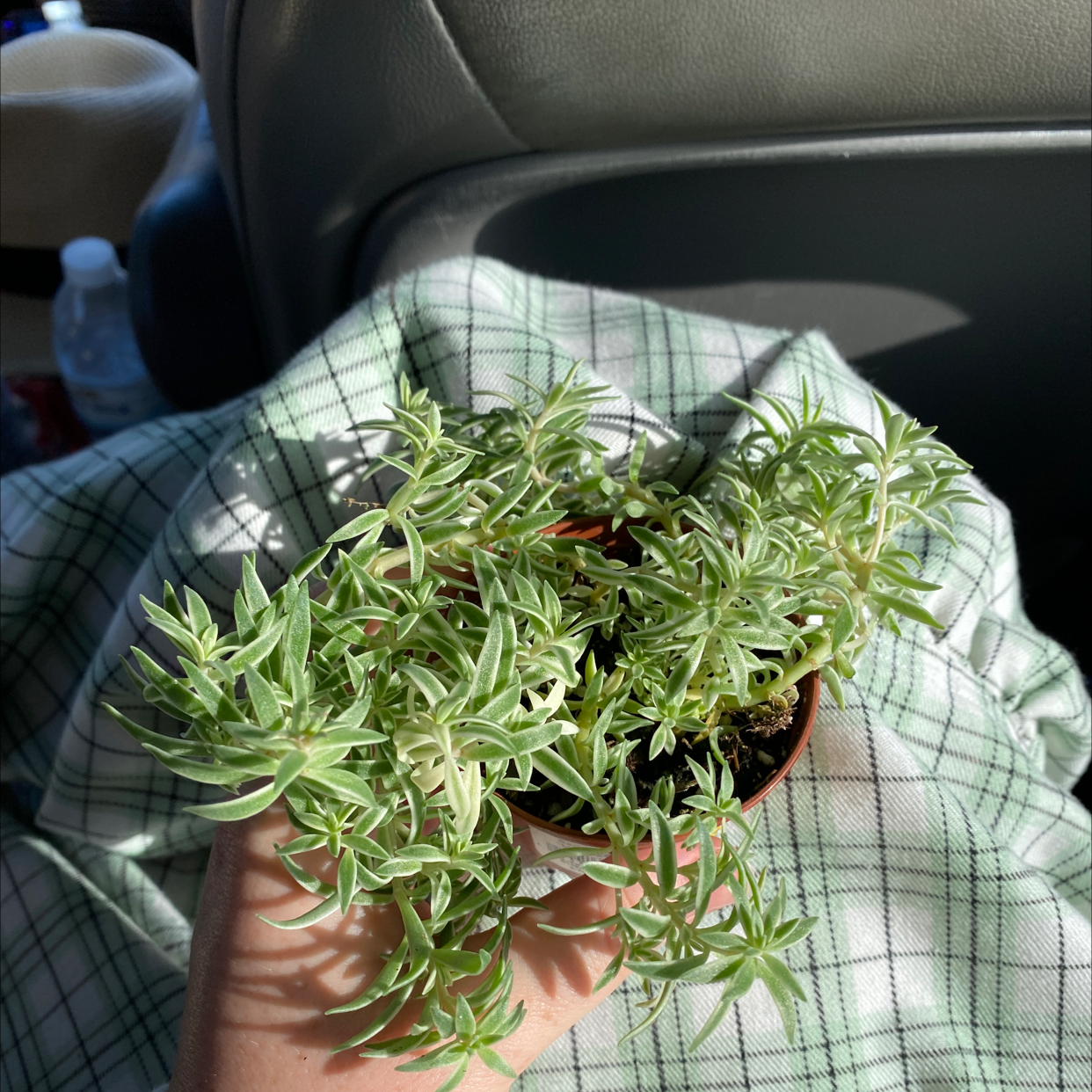 A healthy Carpet Sedum plant in a small pot, held by a hand, with a car seat and checkered cloth in the background.