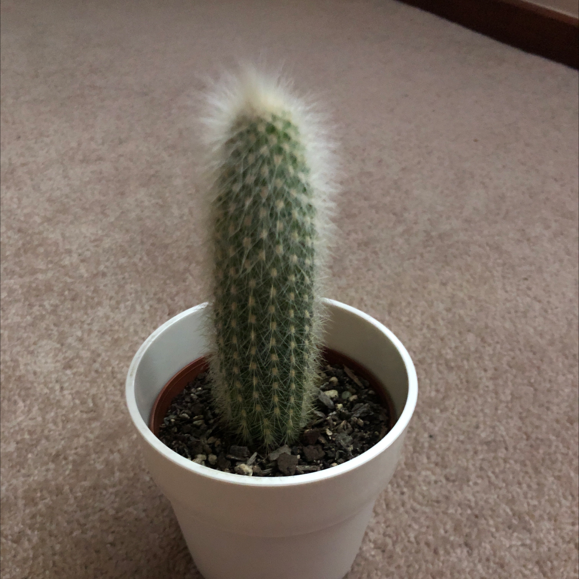Potted Mexican Night-Bloom Cereus cactus on a carpeted floor.