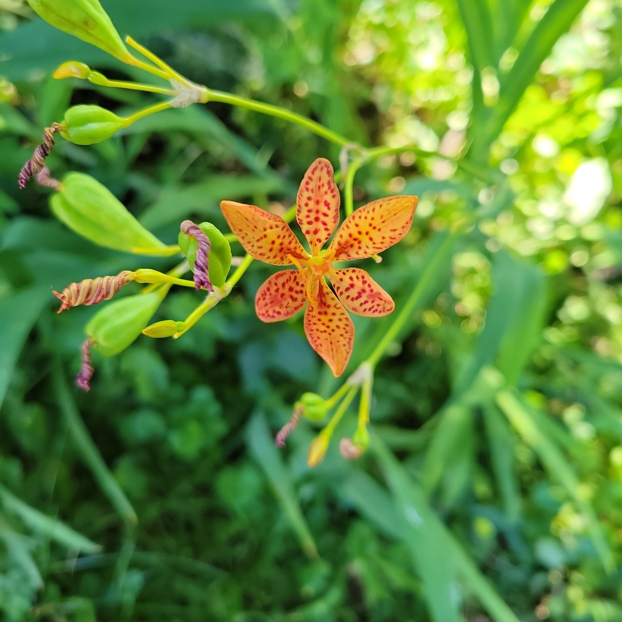 Blackberry Lily with an orange flower featuring red spots, surrounded by green foliage.