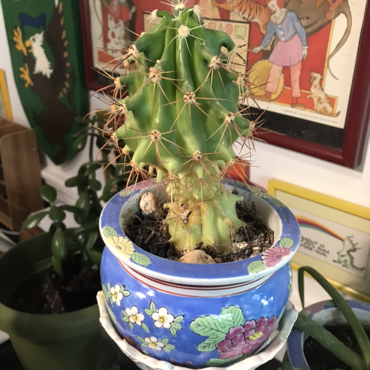 Photo of the plant species Sonora Barrel by @MiriamStarr named Lumpy on Greg, the plant care app