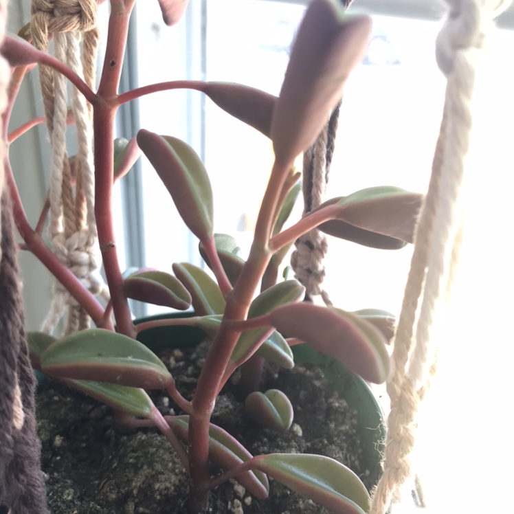 Photo of the plant species Peperomia graveolens 'Ruby Glow' by @MiriamStarr named Sproutacus on Greg, the plant care app