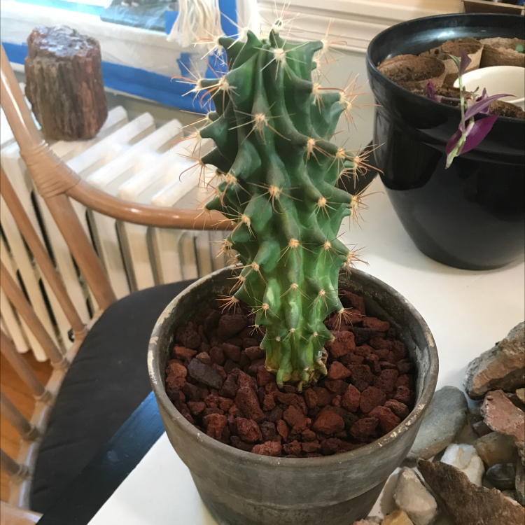 Blue Barrel Cactus in a pot with rocky soil, indoors.