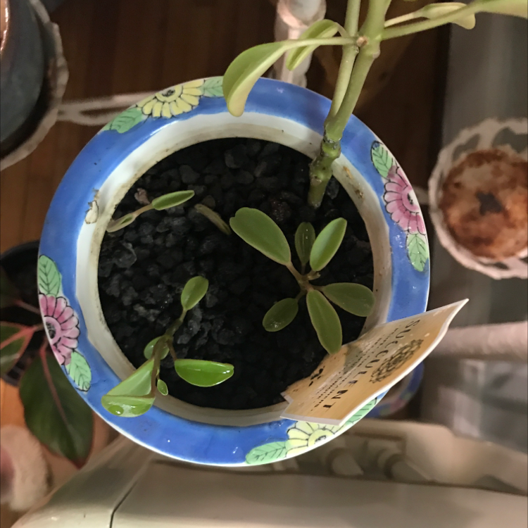 Peperomia graveolens 'Ruby Glow' plant in a decorative pot with black soil.