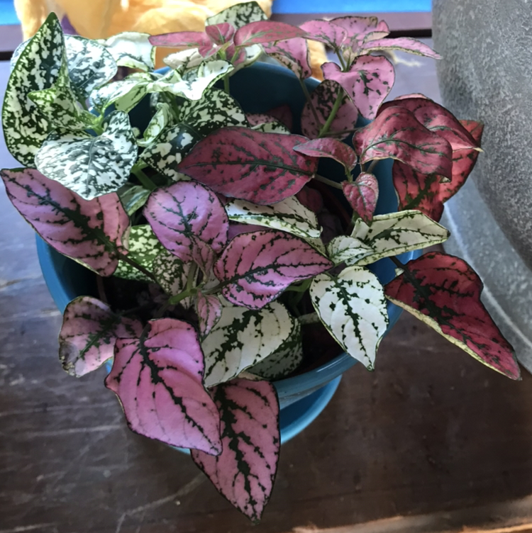 Polka Dot Plant plant photo by @MiriamStarr named Lottie on Greg, the plant care app.
