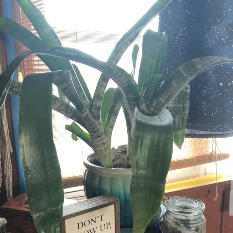 Photo of the plant species Pink Vase Plant by @MiriamStarr named Captain Plant-it on Greg, the plant care app