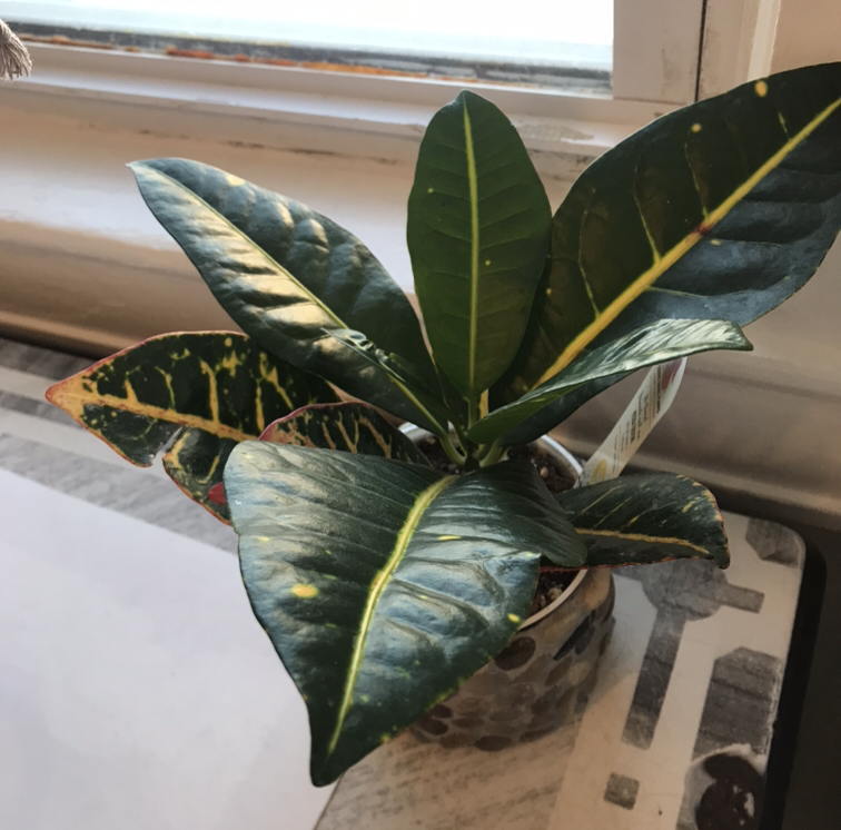Croton 'Petra' plant photo by @MiriamStarr named Fernie Mac on Greg, the plant care app.