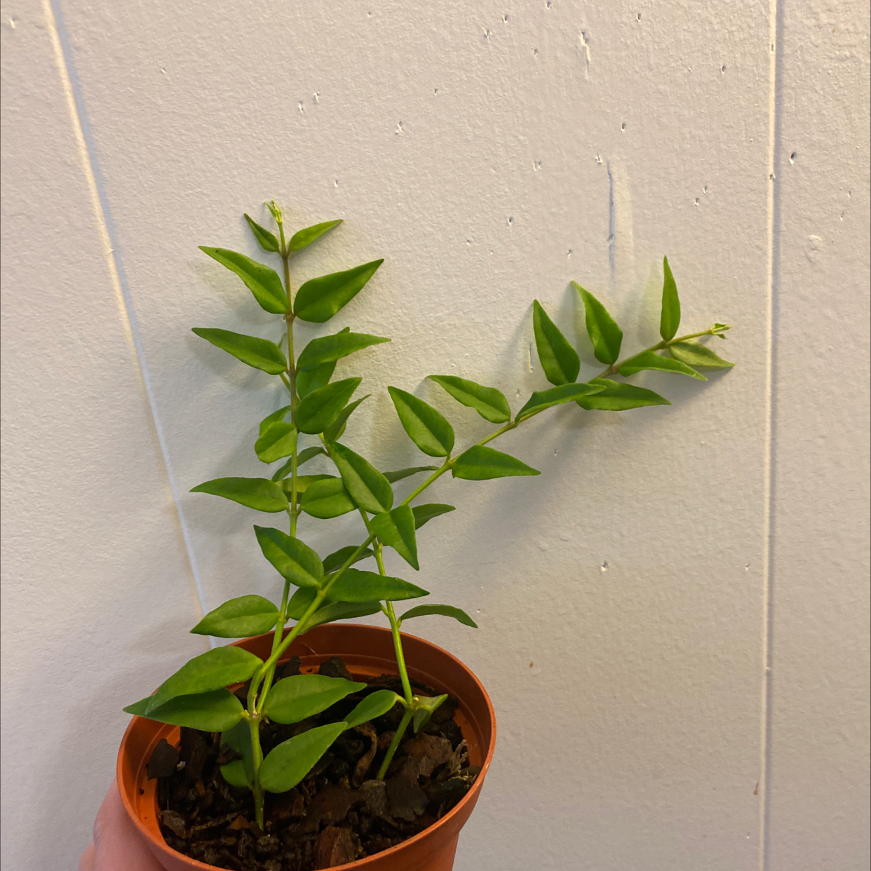 Hoya Bella plant in a small pot with visible soil, held by a hand.