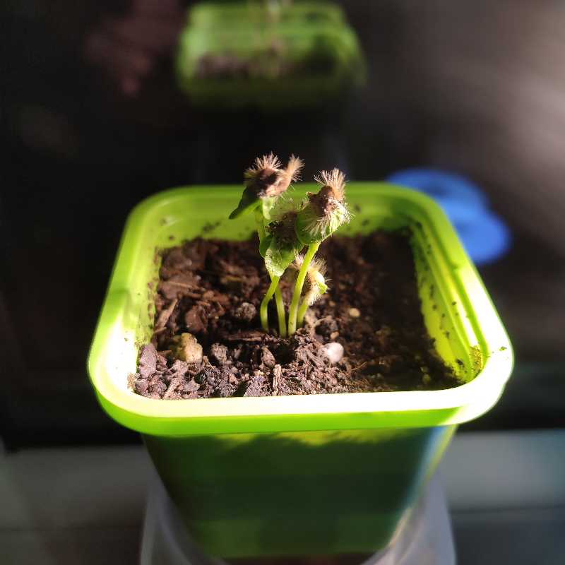 Hibiscus Syriatus (Fuzzy plant)