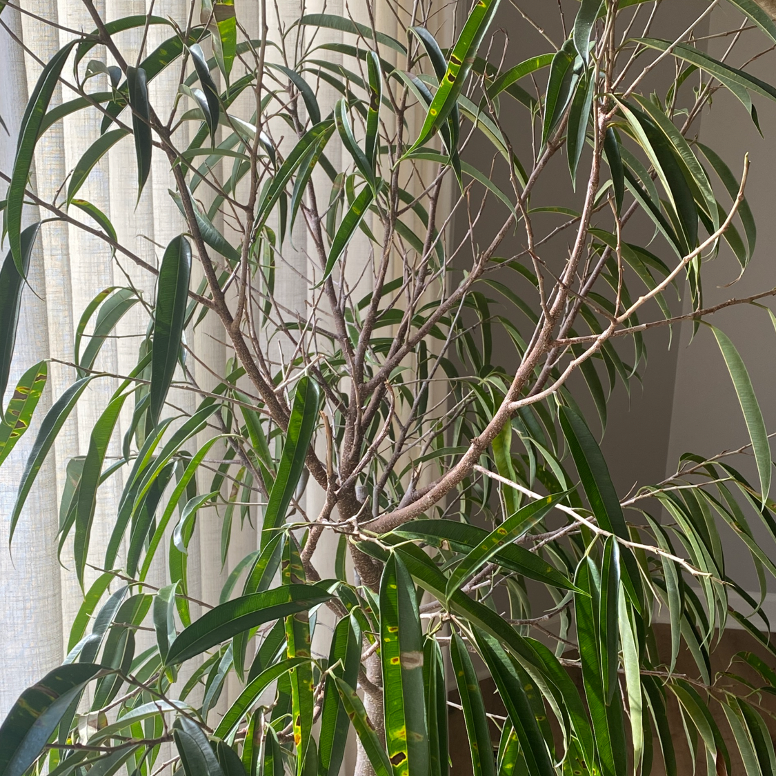 Ficus Ali