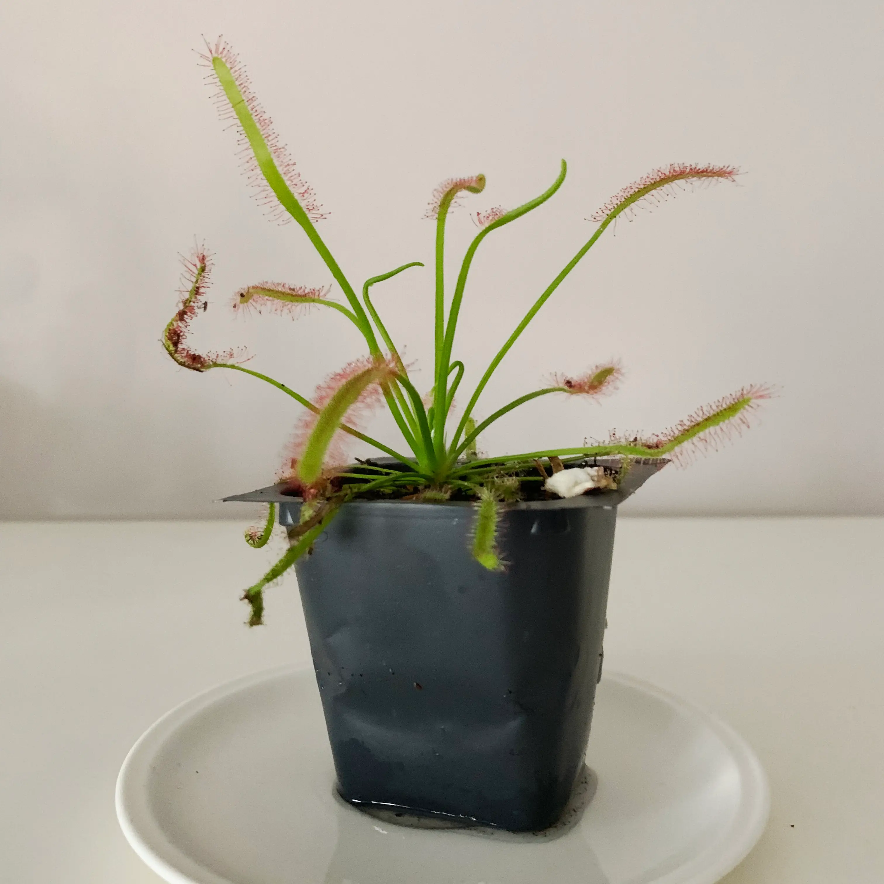 Photo of the plant species Sundew by @Kanteen named Drosera chrysolepis on Greg, the plant care app