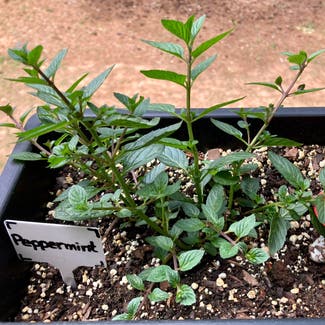Spearmint plant in Alpharetta, Georgia