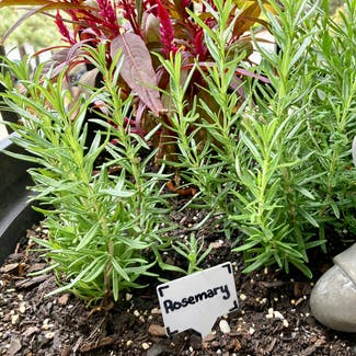 Rosemary plant in Alpharetta, Georgia