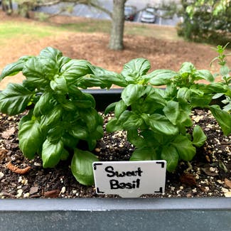 Sweet Basil plant in Alpharetta, Georgia