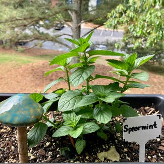 Spearmint plant in Alpharetta, Georgia