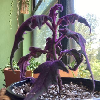 Purple Velvet Plant plant in Alpharetta, Georgia