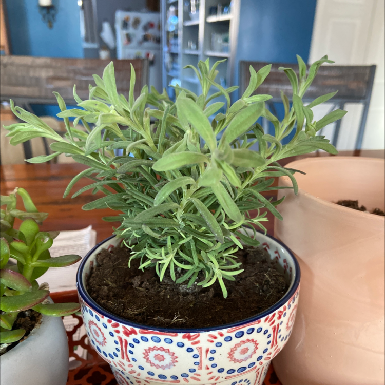 Potted Lavender plant indoors with healthy green leaves in a decorative pot.
