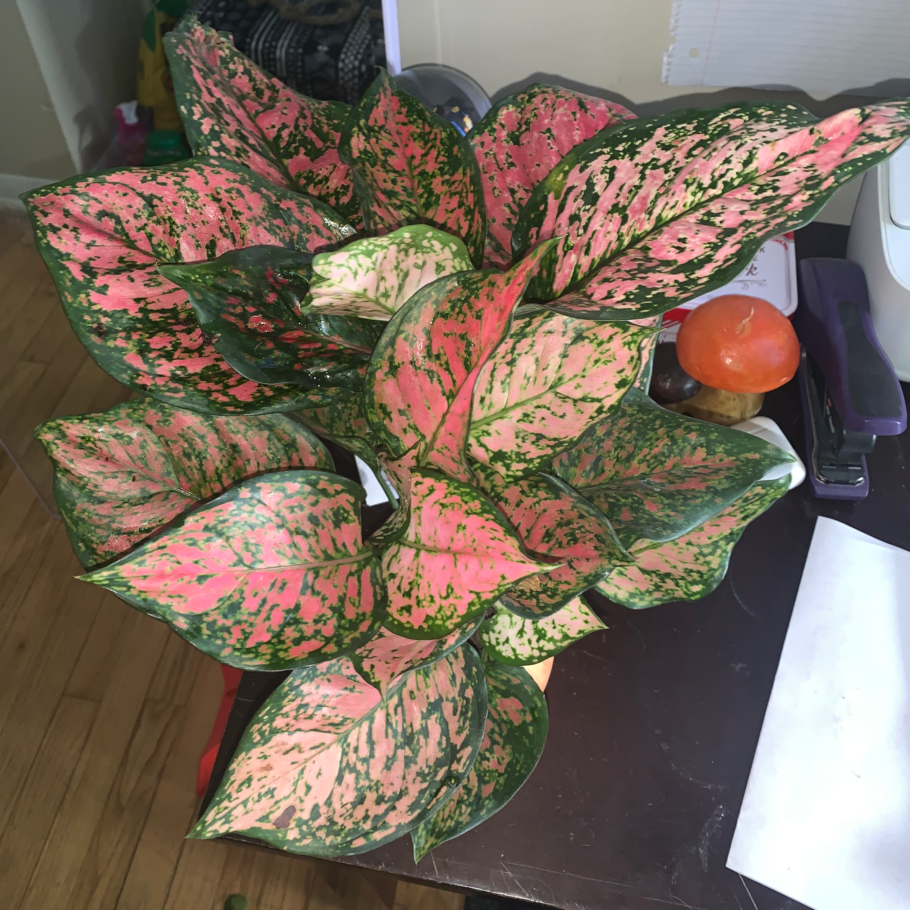 Aglaonema 'Red Valentine' plant with vibrant pink and green variegated leaves on a table.