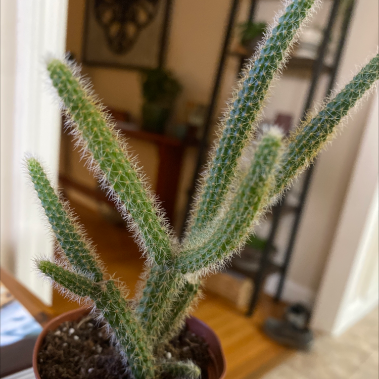 Mexican Night-Bloom Cereus cactus with green spiky stems in a small pot, indoor setting.