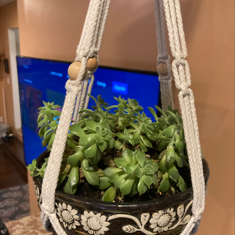 Hanging pot with a healthy Prolific Echeveria succulent plant.