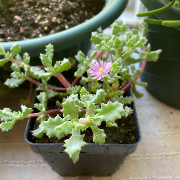 Photo of the plant species Deltoid-Leaved Dew Plant by @NativeAsianrice named Holly on Greg, the plant care app