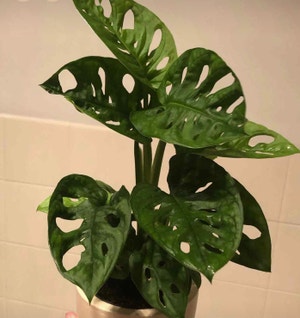 Swiss Cheese Vine plant photo by @Veriveri named Chucky on Greg, the plant care app.
