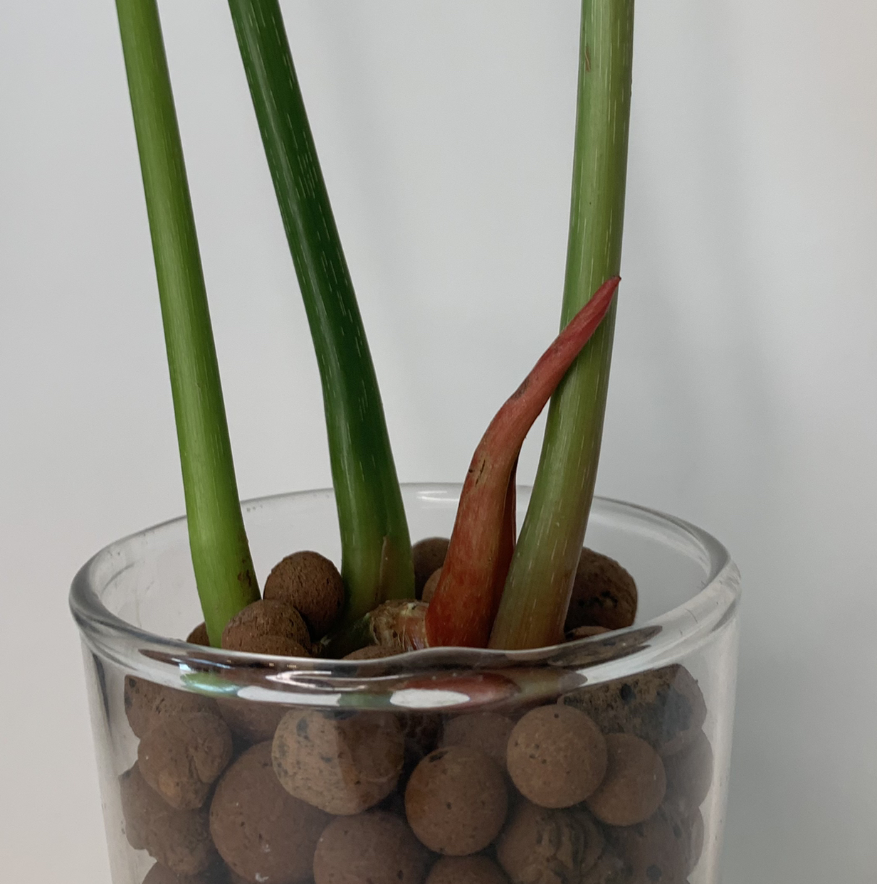 Photo of the plant species Philodendron 'McDowell' by @shaeshae named Dean Jr. on Greg, the plant care app