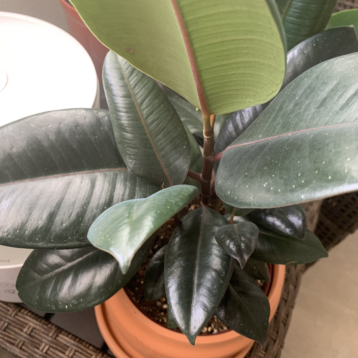 Burgundy Rubber Tree plant photo by @shaeshae named Magypus on Greg, the plant care app.