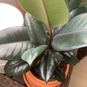 Burgundy Rubber Tree plant photo by Shaeshae named Magypus on Greg, the plant care app.
