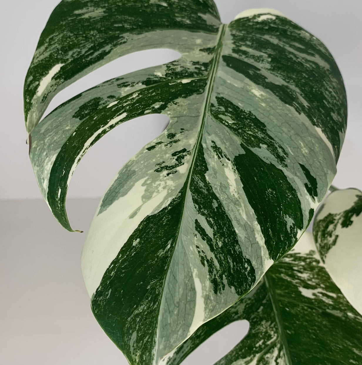 Variegated Monstera with white and green leaves, healthy appearance.