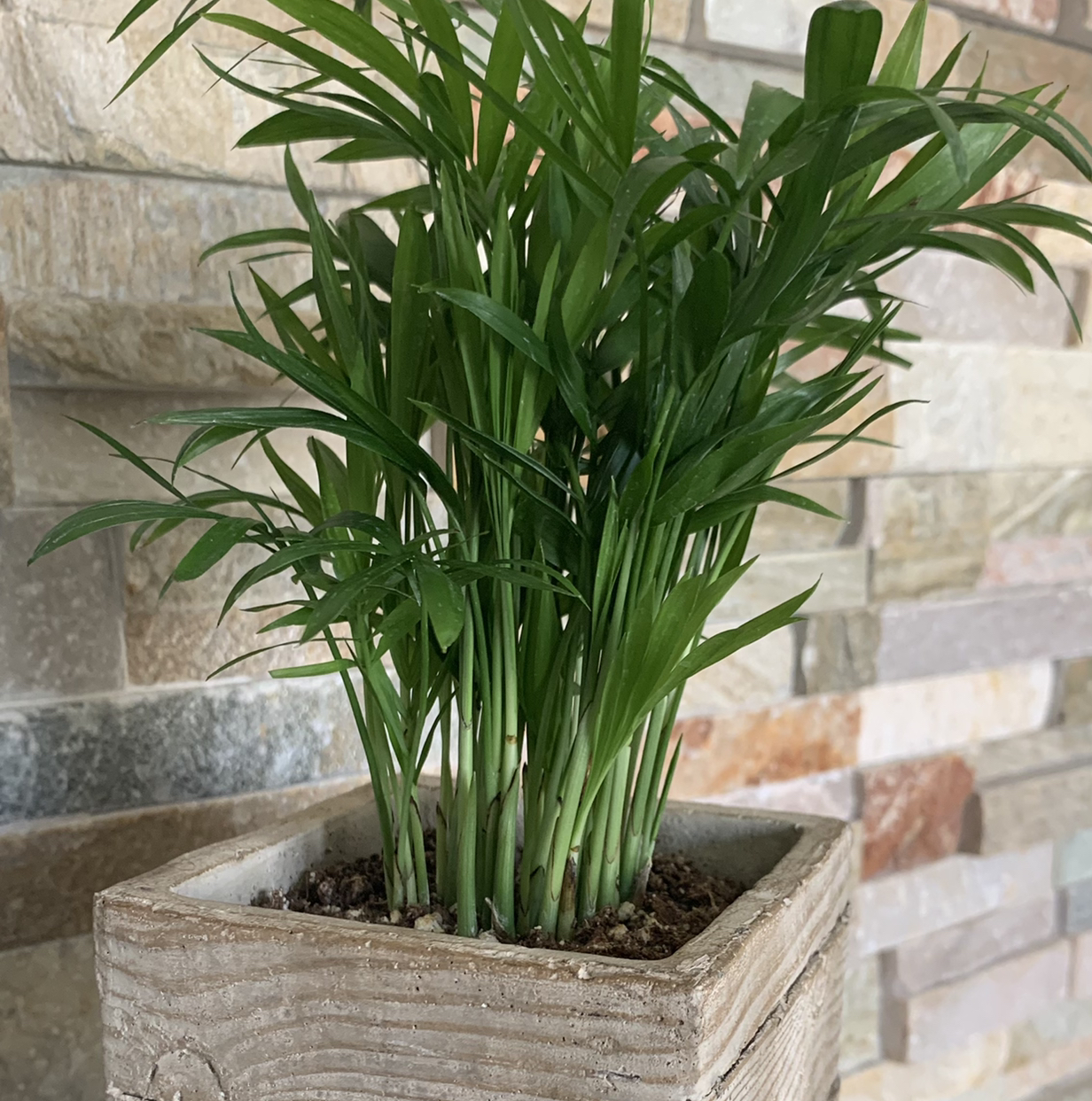 Parlour Palm plant photo by @shaeshae named Bella on Greg, the plant care app.