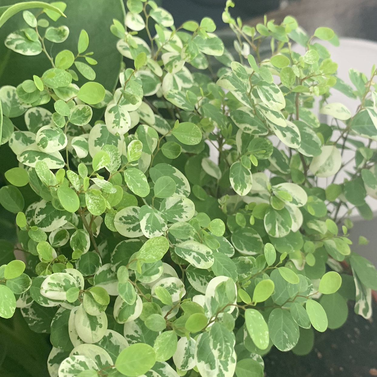 Brenia Snowbush plant photo by @shaeshae named Snow White on Greg, the plant care app.