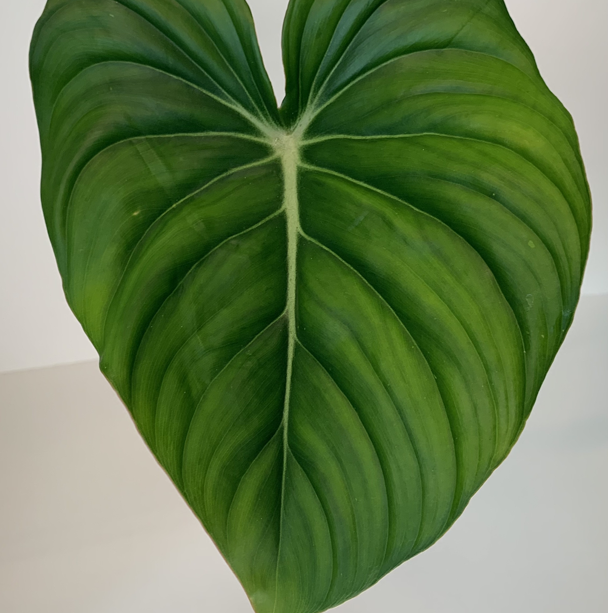 Photo of the plant species Philodendron 'McDowell' by @shaeshae named Dean on Greg, the plant care app