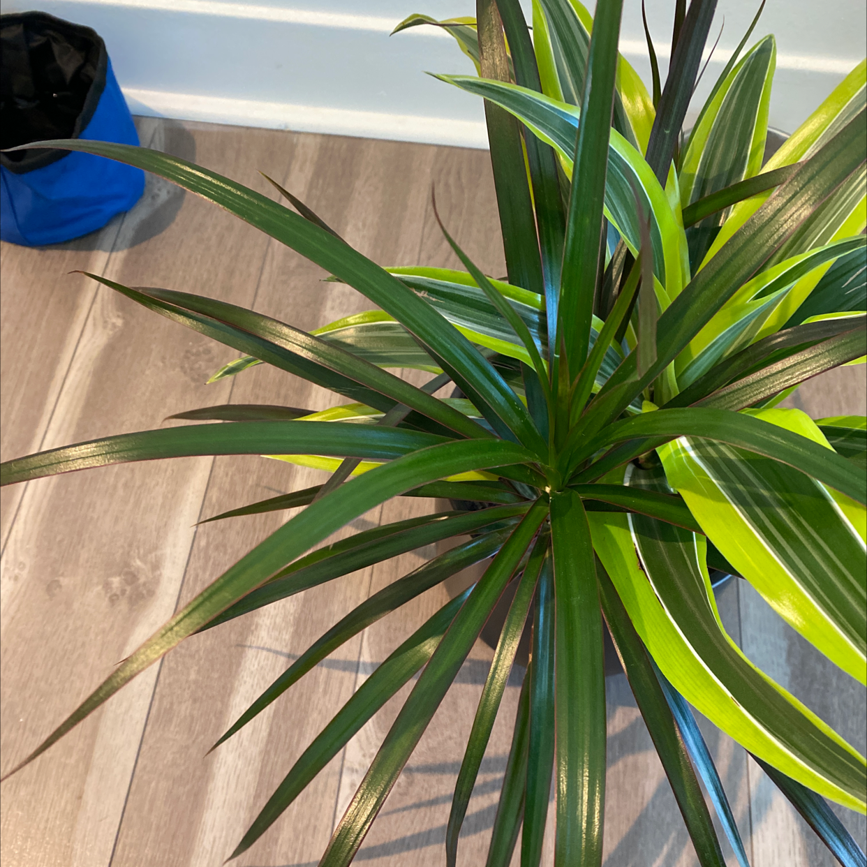 Magenta Dragon Tree with some yellowing leaves, well-framed and centered.