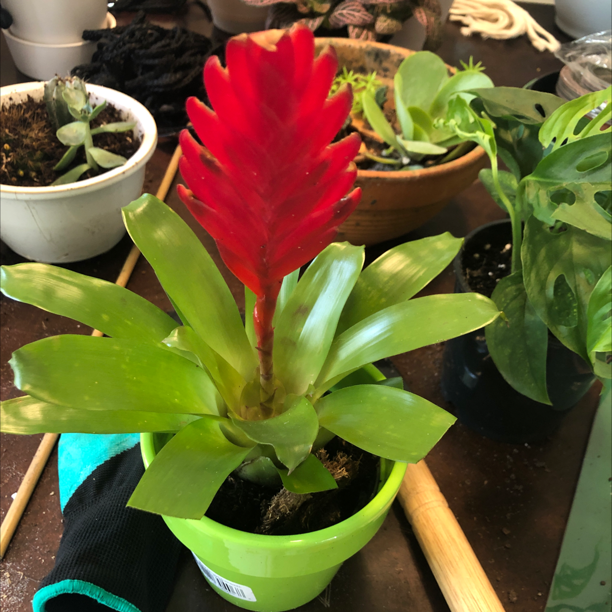 Flaming Sword plant (Vriesea splendens) with red inflorescence and green leaves in a green pot.