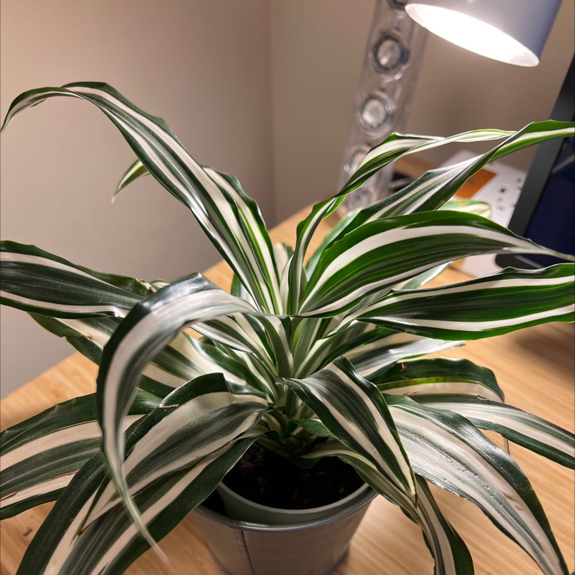Photo of the plant species Dracaena 'White Bird' by @SleekBlueoak named Your plant on Greg, the plant care app