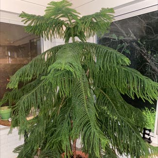Norfolk Island Pine plant in Louisville, Kentucky