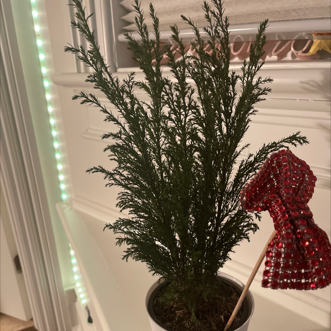 Mediterranean Cypress plant in a pot with visible soil, well-framed and in focus.