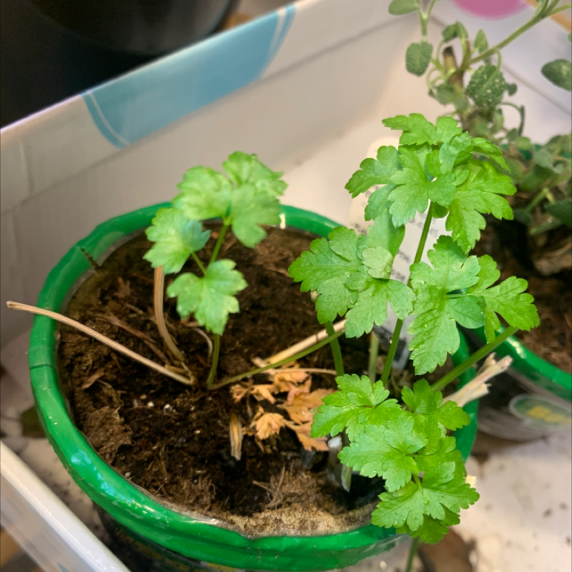 Potted Italian Parsley with green leaves and some dried brown stems.