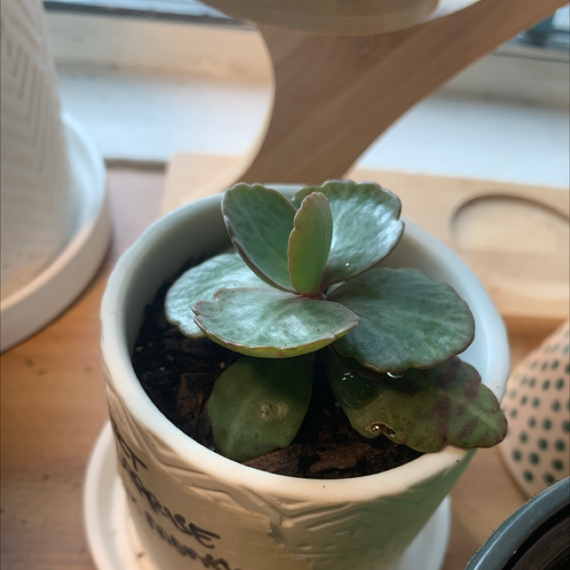 Why Are There Brown Spots on My Kalanchoe humilis Leaves?
