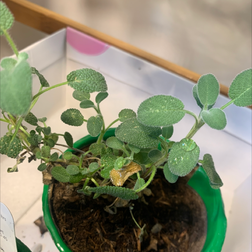 Common Sage plant in a green pot with some yellowing and browning leaves, visible soil.