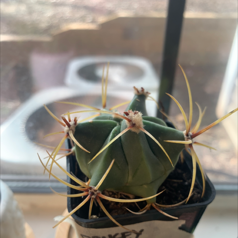 Goat's Horn Cactus with prominent spines in a small pot, well-framed and in focus.